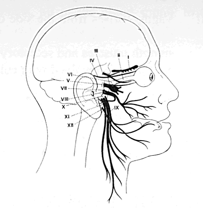 Brainstem_&_Facial Nerves